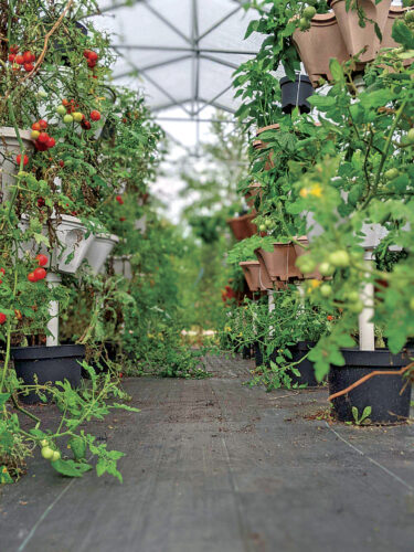 Florida Crunch event uses lettuce grown by Island Coast High School students